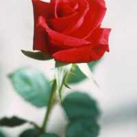 Thumbnail for the listing's main image